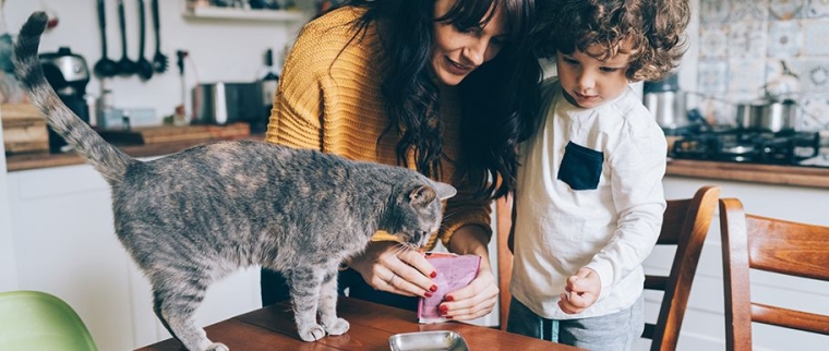 Alimentation du chat